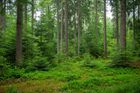 Vítězem v kategorii Volná krajina se stalo nepasečné hospodaření v lesích u Klokočné.