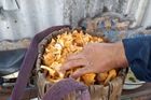 Žena prodává houby nasbírané u Černobylu. Zákazníci to nevědí