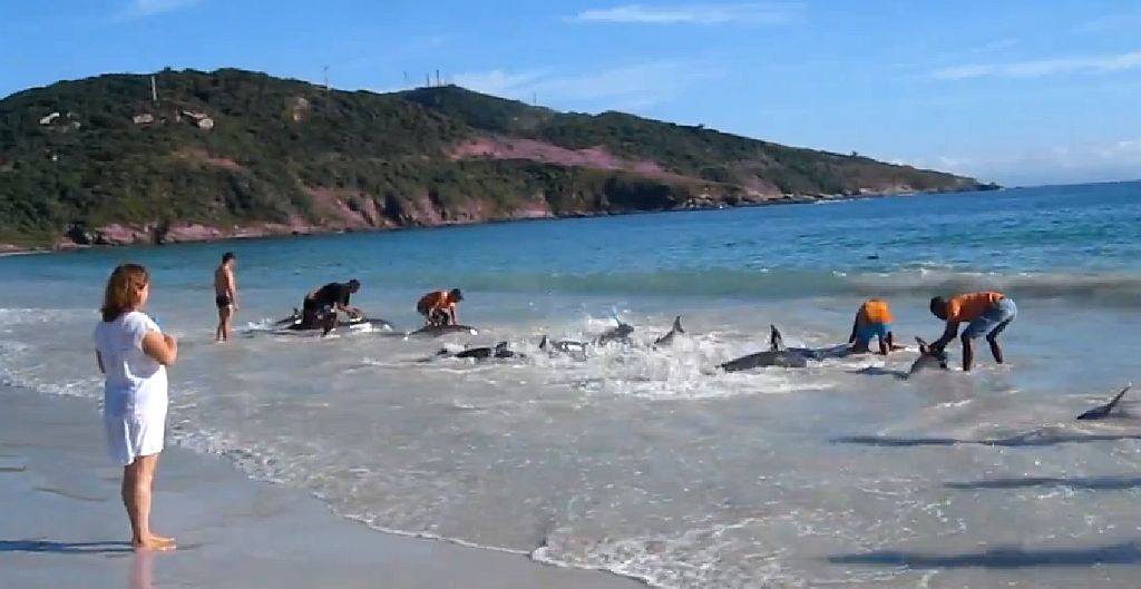 Záchrana delfínů v Brazílii