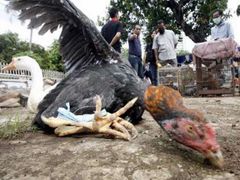 Vybíjení ptactva v Indonésii nebere konce.