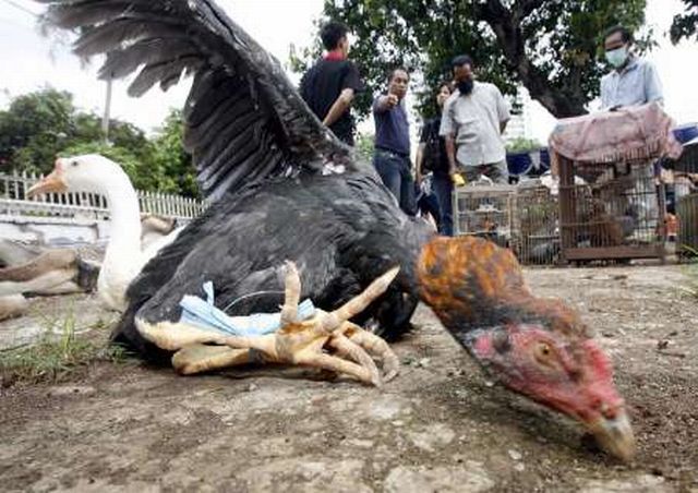 Indonésie ptačí chřipka