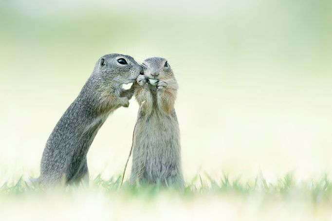 Finalisté soutěže Comedy Wildlife Photography Awards 2023