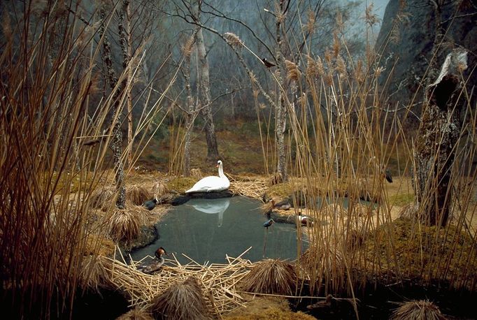 Image: 0015053564, License: Rights managed, Nordic animals are set against diorama depicting Swedish landscape at Biological Museum in Stockholm. Panorama painted by Bruno Liljefors., Place: Stockholm, Sweden, Model Release: No or not aplicable, Credit line: Profimedia.cz, Corbis