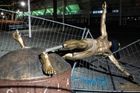 Vandalové opět poničili sochu Ibrahimovice. Zlámali jí nohy a povalili ji na zem