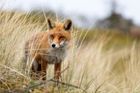 Politici tlačí na zákaz krvavého souboje mezi psem a liškami. Myslivci protestují