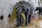 Zoo Praha - Jedenáctiletá slonice Janita je březí, potvrdily to krevní testy. Otcem je samec Mekong a narození slůněte se očekává z jara roku 2016.