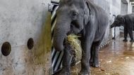 Zoo Praha - Jedenáctiletá slonice Janita je březí, potvrdily to krevní testy. Otcem je samec Mekong a narození slůněte se očekává z jara roku 2016.