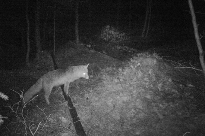 Liška v noci. Záběr z fotopasti instalované na území Liberecka