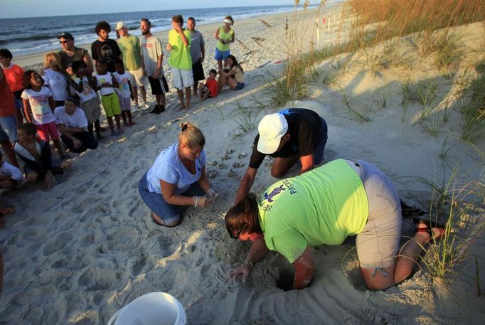 Turtle volunteers Marianne Glaze (L), Don Pease (C) and Amanda Jenkins take an inventory of a hatched sea turtle nest at Myrtle Beach State Park in Myrtle Beach, South Carolina August 4, 2012. The empty egg shells are categorized and the information is sent to researchers. Turtle volunteers walk the area's beaches along South Carolina's coast daily during the nesting season, looking for signs of turtle activity and keeping tabs on the progress of the endangered species of turtles that lay their eggs along the coast. Picture taken August 4, 2012. REUTERS/Randall Hill (UNITED STATES - Tags: ANIMALS ENVIRONMENT)