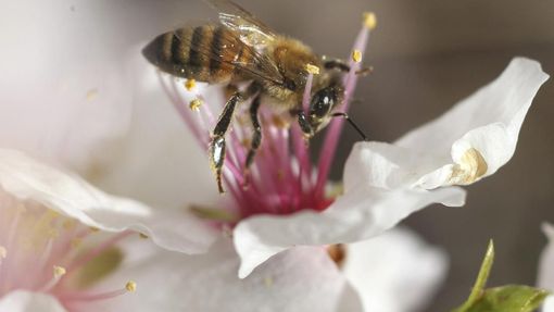 V jednom z parků v Ammánu už vyrazily včely "do práce".