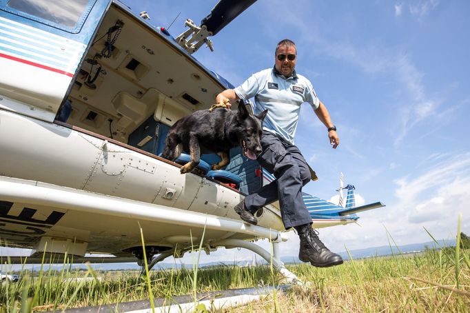 Policejní pes nesmí být bázlivý a mít z létání strach, řekl ČTK vedoucí policejních kynologů Ústeckého kraje Petr Tomášek. Výcvik policejního psa trvá zhruba dva roky.