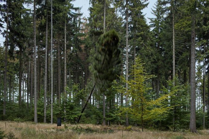 Obrazový materiál k výstavě vznikal jeden rok. Stal se časovou komprimací stoletého cyklu lesa. Zachycuje proces pěstování stromu, moment kácení, přerod v materiál dřeva.