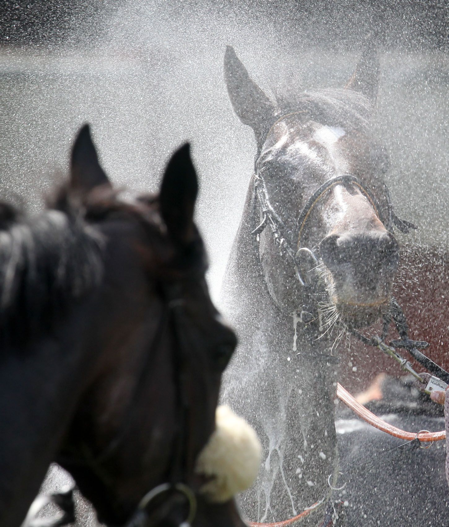 na pražské Velké Chuchli 2012