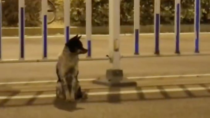 Truchlící pes čeká 80 dní u cesty, kde mu zemřela panička
