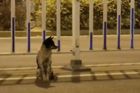 Truchlící pes čeká 80 dní u cesty, kde mu zemřela panička. Jeho věrnost lidi dojímá