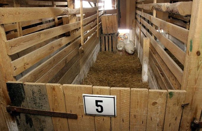 Genetický kmen tvoří jeden houser a čtyři husy. Takových výběrových "rodin" mají na farmě 65, každou pečlivě sledují. Teď musí být uzavřené, ven do výběhů nesmějí.