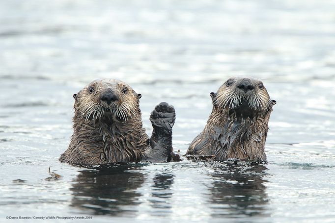 Finalisté soutěže Comedy Wildlife Photography Awards 2019