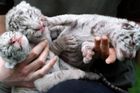 Novorozená mláďata bílých tygrů v Liberci uhynula