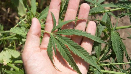 VE ZKRATCE: (Ne)dostupné léčebné konopí