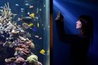 Nová expozice v londýnském muzeu s názvem Korálové útesy: Tajná podmořská města.