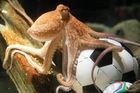 Chobotnice Paul je stále IN. V Číně o ní točí film