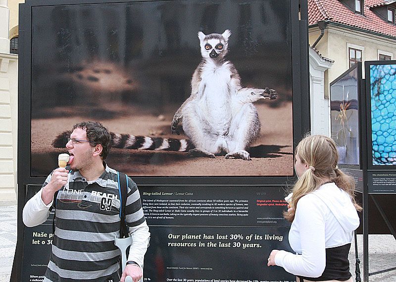 Zvířata na náměstí