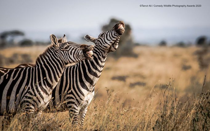 Vtipné fotky zvířat: Comedy Wildlife Photography Awards 2020