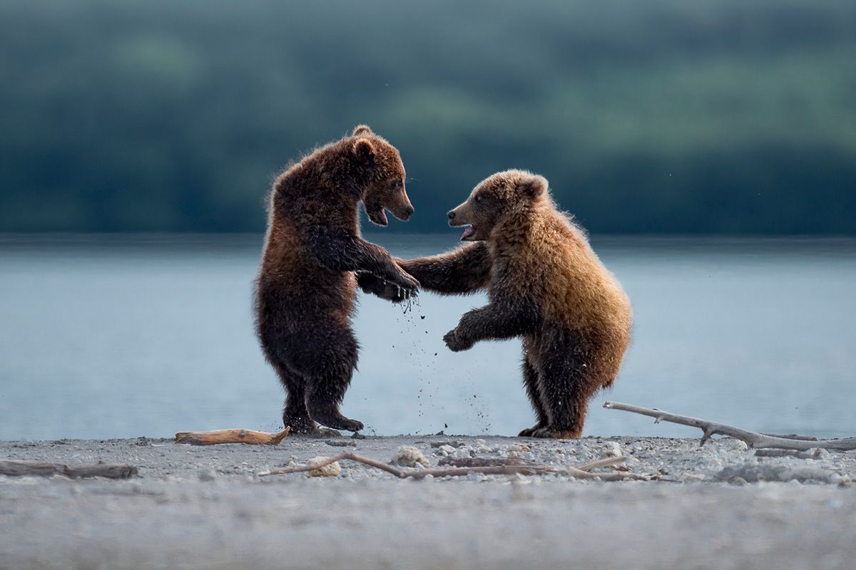 Finalisté Comedy Wildlife Photography Awards 2023