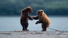 Finalisté Comedy Wildlife Photography Awards 2023