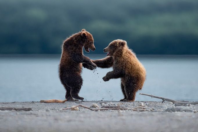 Finalisté Comedy Wildlife Photography Awards 2023