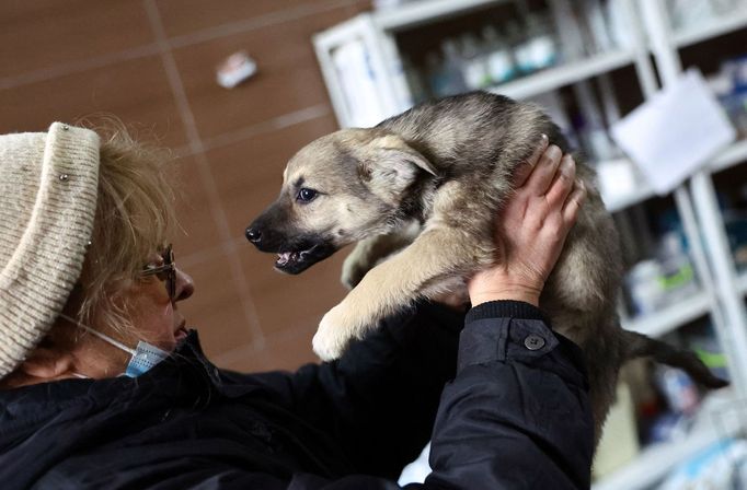 Lotyšský útulek přijel do Lvova pro zvířata zasažená válkou. Ze země vyvezou také domácí mazlíčky lidí, kteří zatím neví, kam půjdou.