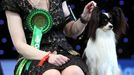 Crufts Dog Show (Birmingham)