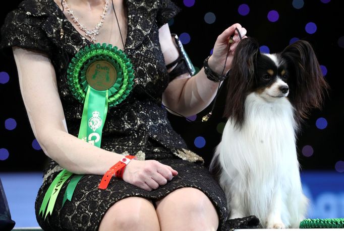 Crufts Dog Show (Birmingham)