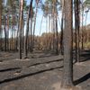 Spálený les u Bzence