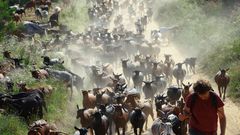 The Wider Image: Hungry goat herds help fight fires in Spain's Catalonia