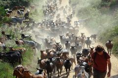 Hladové kozy. Ve Španělsku proti požárům nasazují nečekanou zbraň