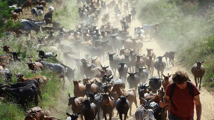 Nomadic shepherd Albert Noguera, 42, moves a herd of goats around urban areas to create natural firebreaks through the Montnegre mountain range near Mataro, Catalonia, Sp