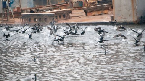 Kormoráni drancují rybníky, denně sežerou ryby za 60 korun. Stát dá rybářům odškodné