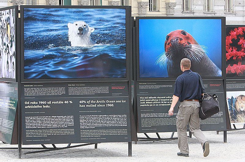 Zvířata na náměstí