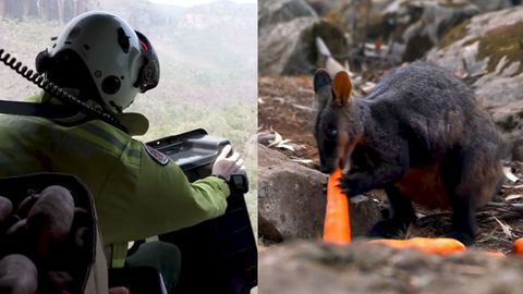 Vyhladovělí klokani trpí v lesích, Australané jim shazují mrkve z vrtulníků