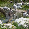 Zoo Dvůr Králové otevřela expozici o jihozápadní Africe zvanou West Cape