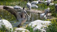 Safari Park Dvůr Králové je nejnavštěvovanějším místem východních Čech.