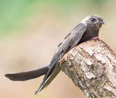 skanska 17w PR rorýs