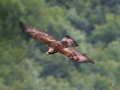 Orli létají od loňského srpna i v Česku. Ochránci přírody je vypouštějí v Beskydech.