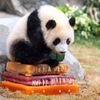 Hong Kong, Čína, panda, oslava, zoo