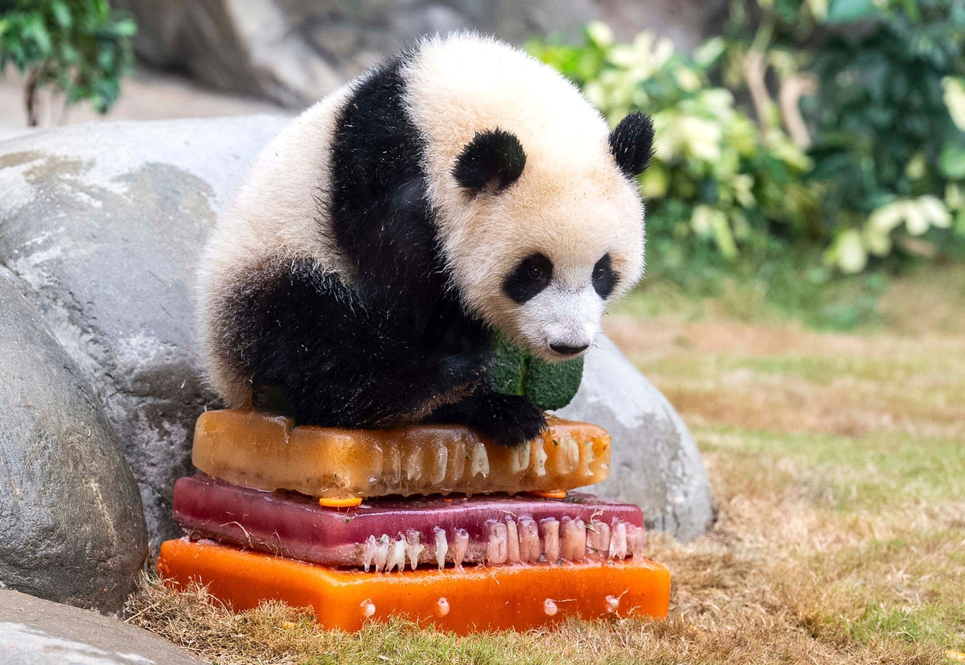 Hong Kong, Čína, panda, oslava, zoo