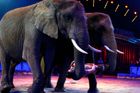 Ministerstvo zemědělství navrhuje zakázat vystupování zvířat v cirkusech