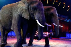 Konec týrání zvířat. Slovensko zakázalo drezuru divokých zvířat v cirkusech