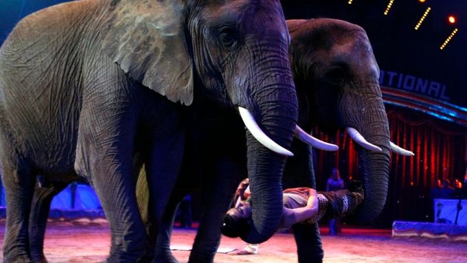 Sloni v cirkuse (ilustrační foto).
