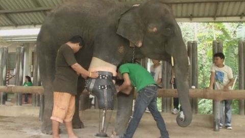 Moša dostala novou nohu v nemocnici pro slony. Už devátou v řadě